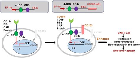 Engineering of Chimeric Antigen Receptor T Cells with integrin αEβ7 ...