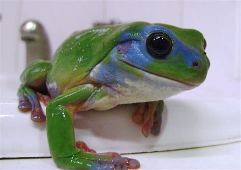 Why would a green frog be blue? - Australian Geographic