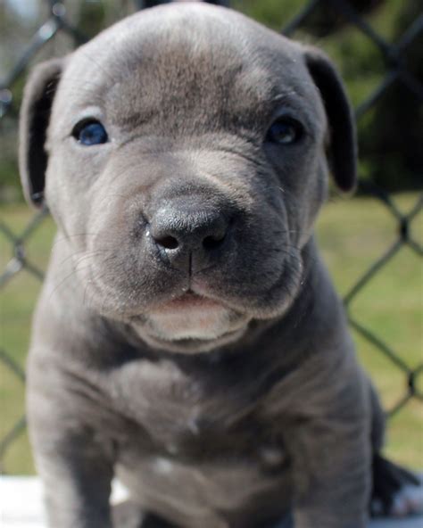 Baby Xl Blue Pitbull Puppy Male For Sale Blue Nose Pitbull Puppies