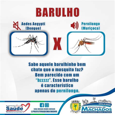 Diferenças entre o Aedes Aegypti e o Pernilongo Prefeitura de Machados PE