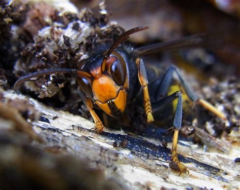 La Guerra De La Avispa Asesina Contra Las Abejas Españolas Ciencia