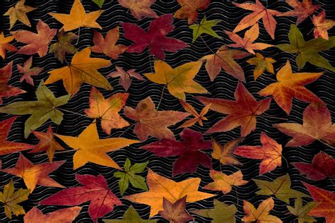 Free Images Branch Flower Pattern Botany Colorful Flora Season Maple Tree Maple Leaf