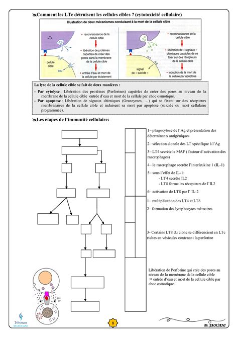 Limmunologie Cours Complet AlloSchool