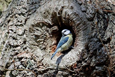 Blue Tit Nesting: Facts, Habits, and Images (Full Guide) - Bird Nature