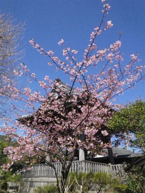 本覚寺神奈川県鎌倉駅の投稿12回目。140308 鎌倉「本覚寺」梅の花が咲く頃 ホトカミ