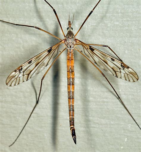 Crane Fly Tipula Longiventris Bugguide Net