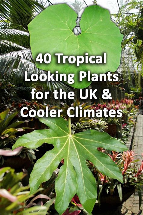 Tropical Garden Plants For The Uk Cold Climate In Tropical