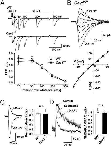 Caveolin 1 Knockout Mice Exhibit Impaired Induction Of Mglur Dependent