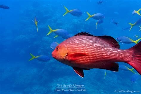 Great Barrier Reef Queensland Australia