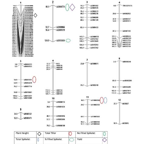 Genetic Linkage Map Showing The Location Of Qtls For Salinity Tolerance