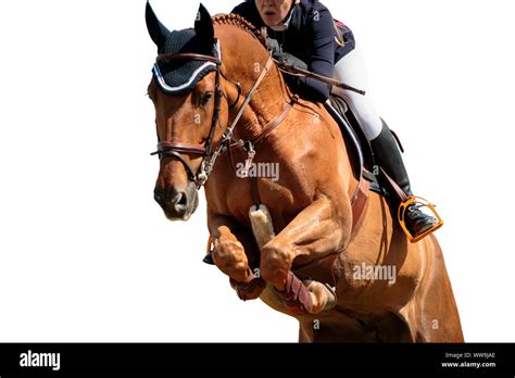 Equestrian Sports, Horse Jumping Event, Isolated on White Background ...