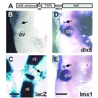 Ectopic Expression Of Fgfs And Formation Of Ectopic Otic Vesicles A