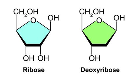 Pentose Sugar Structure