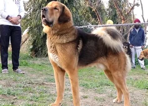 Bakharwal Dog Breed Information, Facts & Characteristics - HubPages
