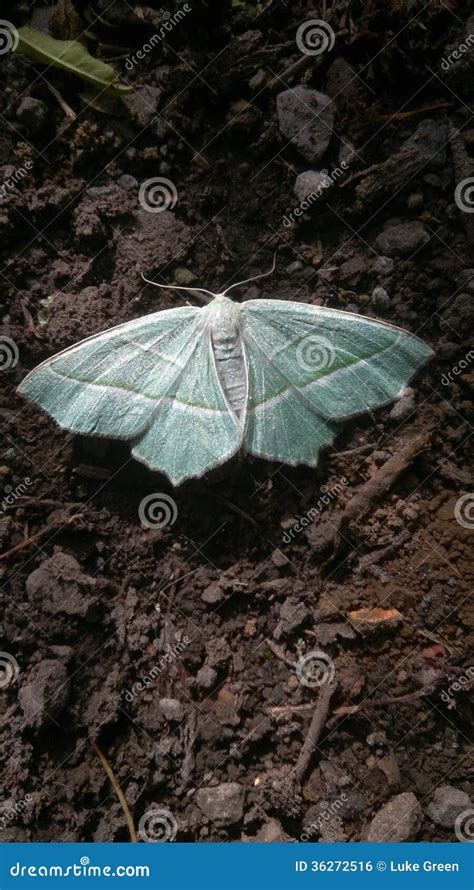 Sky Blue Moth On Rough Ground Stock Photo Image Of Ground Moth 36272516