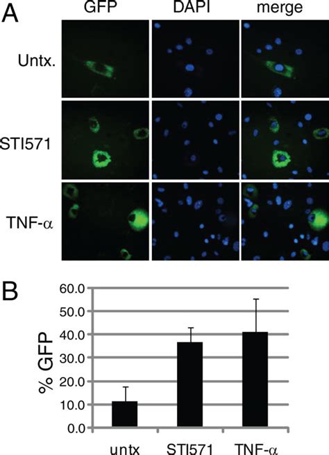 The C Abl Kinase Inhibitor Sti Induces Nf B Activity A Wild Type