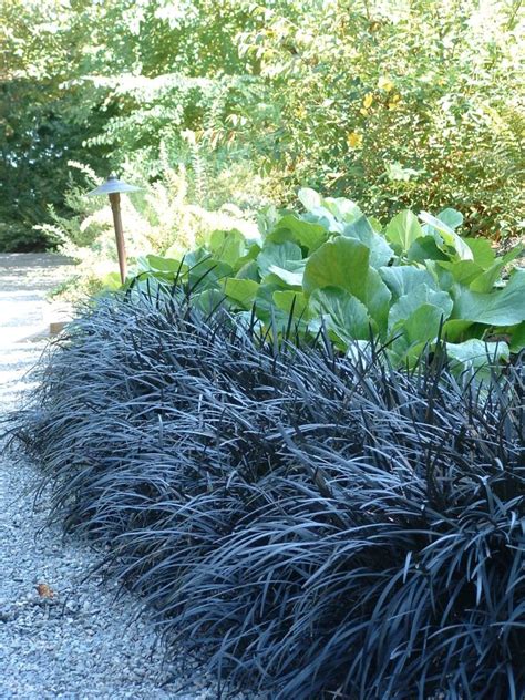 Black Mondo Grass | Plants4Home Stone Landscaping, Landscaping With Rocks, Front Yard ...