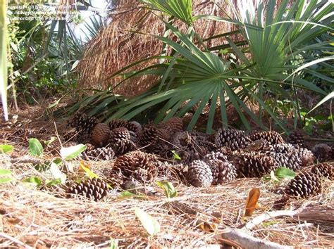 PlantFiles Pictures Pinus Species American Pitch Pine Slash Pine