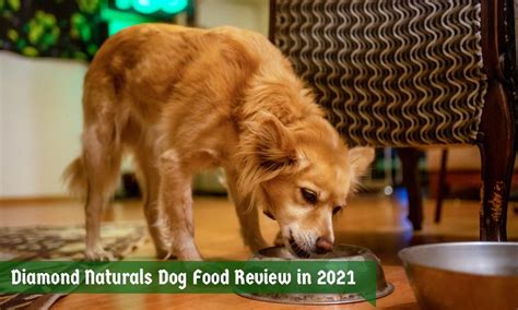 Diamond Naturals Dog Food Review in 2021