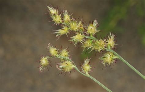 Mat Sandbur Santa Rosa County Grasses · Inaturalist