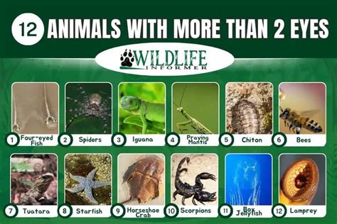 animals     eyes pictures wildlife informer