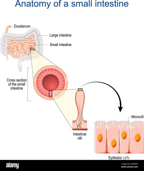 Small Intestine Anatomy Cross Section Of A Ileum With Internal Villi Close Up Of Epithelial