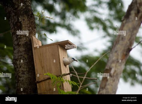 Bali starling breeding Stock Photo - Alamy