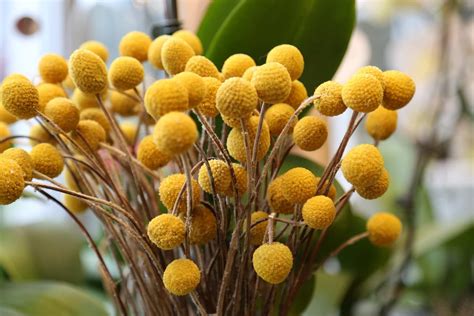 Samen Trommelst Ckchen Craspedia Globosa Trommelstock Garten Blumen