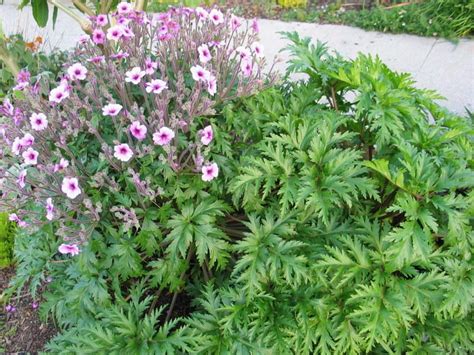 Photo Of The Entire Plant Of Madeiran Cranesbill Geranium Maderense