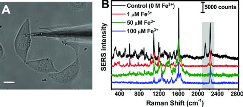 A Micrographs Of The Mbn Modified Nanoprobe Inserted Into Hela Cell