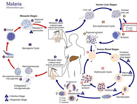 Plasmodium Spp Scheda Parassitologica Ed Approfondimenti