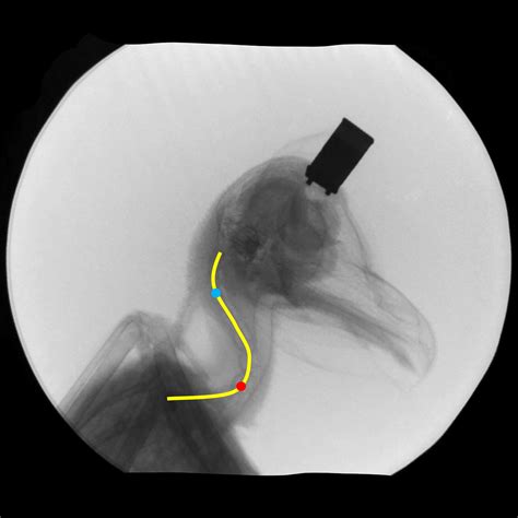 Barn Owl Anatomy Neck