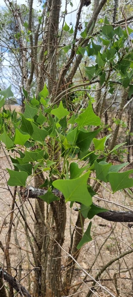 Bat S Wing Coral Tree From Esk Au Ql Au On November At