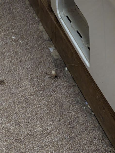 Biggest Spider Ive Seen Here Massachusetts Usa Rwhatisthisspider