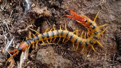 Qué hacer si te pica un ciempiés escolopendra o un escorpión alacrán