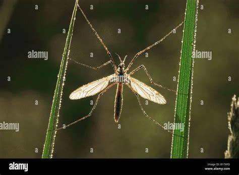 Crane Fly Tipula Oleracea Stock Photo Alamy