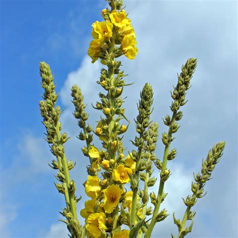 Mullein Flower Organic Neter Vital