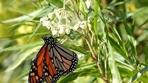 La Migraci N Masiva De La Mariposa Monarca En Peligro