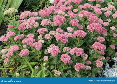 Showy Stonecrop Flowers Or Sedum Spectabile Or Hylotelephium Spectabile