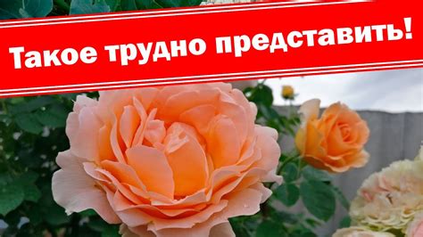 Розы гиганты! Смотреть до конца!!! - YouTube