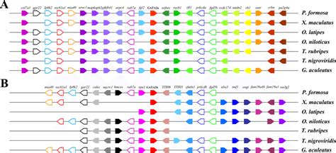 Chromosomal Segments Showing The Conserved Syntenic Blocks Containing