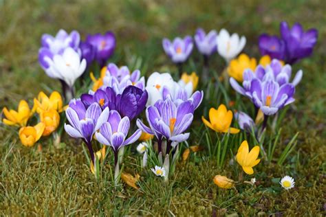 Tutto Sul Crocus La Pianta Da Cui Si Ricava Lo Zafferano