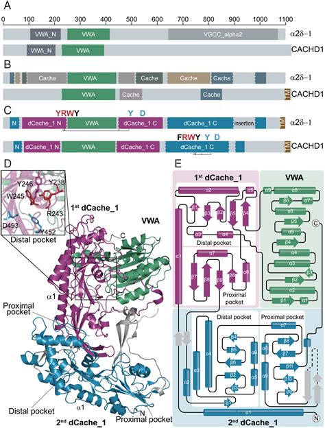 Amino Acid Sensor Conserved From Bacteria To Humans Aryan S Blog