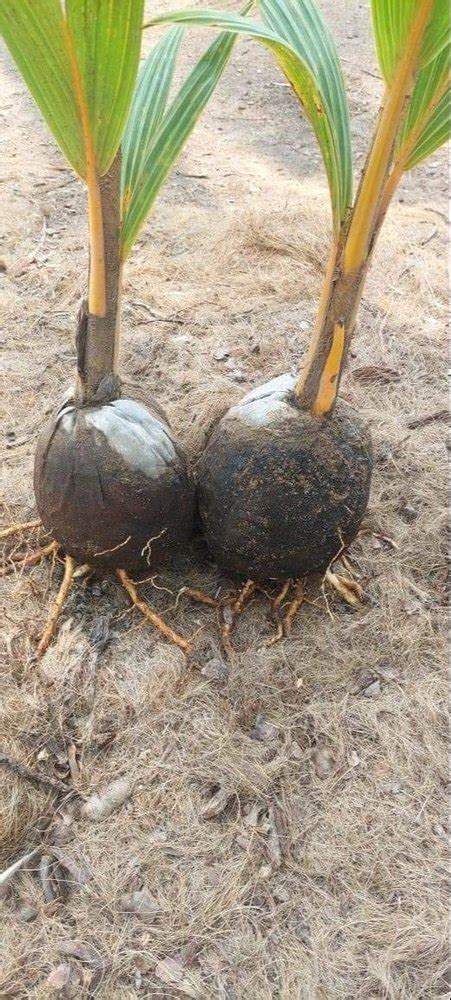 Full Sun Exposure Yellow Hybrid Coconut Plant For Outdoor Red Sandy