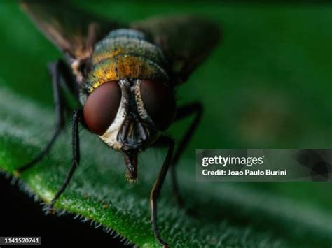 Mosquito Mouthparts Photos and Premium High Res Pictures - Getty Images