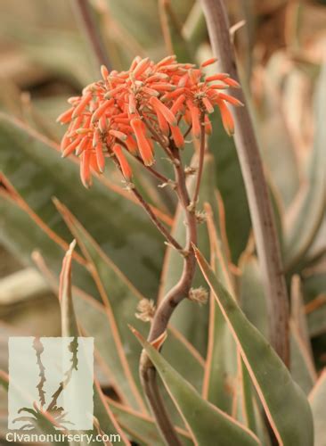 Coral Aloe Aloe Striata Civano Nursery