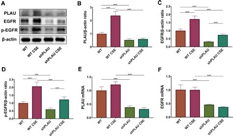 Plau Knockdown Reduced Egfr Signaling In Vitro A Levels Of Plau