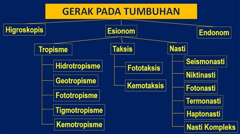 Gerak Pada Tumbuhan Pengertian Macam Sistem Contoh Materi - IMAGESEE