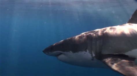 Great White Sharks In Guadelupe With Hollywood Divers Shot By Paul