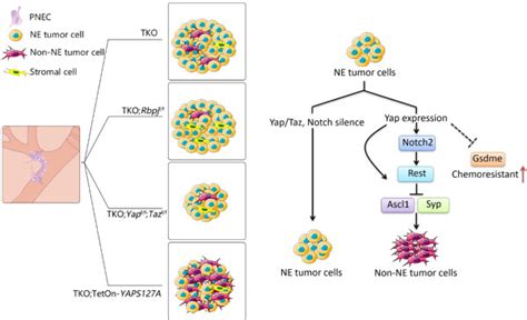 Novel Mechanisms For Establishment Of Intratumoral Heterogeneity And